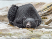 Bears around Vancouver Island 