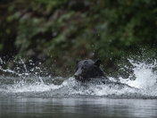 Bears around Vancouver Island 