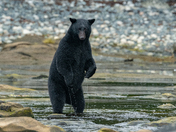 Bears around Vancouver Island 