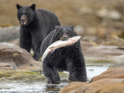 Bears around Vancouver Island 