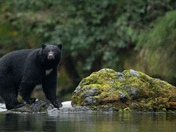 Bears around Vancouver Island 