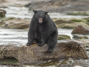 Bears around Vancouver Island 