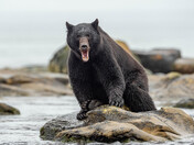 Bears around Vancouver Island 