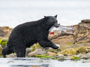 Bears around Vancouver Island 