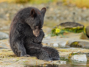 Bears around Vancouver Island 