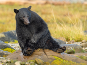 Bears around Vancouver Island 