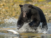 Bears around Vancouver Island 
