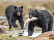 Bears around Vancouver Island 