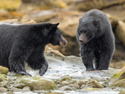 Bears around Vancouver Island 