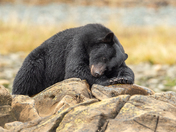 Bears around Vancouver Island 