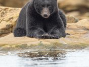 Bears around Vancouver Island 