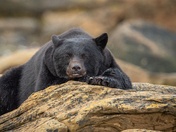 Bears around Vancouver Island 
