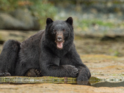 Bears around Vancouver Island 