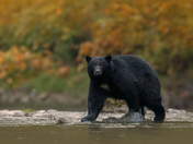 Bears around Vancouver Island 