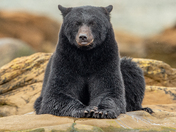 Bears around Vancouver Island 