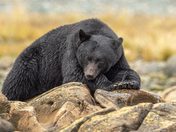 Bears around Vancouver Island 