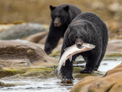 Bears around Vancouver Island 
