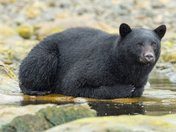 Bears around Vancouver Island 