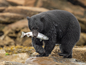 Bears around Vancouver Island 
