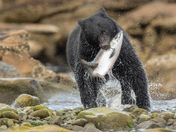 Bears around Vancouver Island 