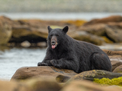 Bears around Vancouver Island 