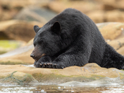Bears around Vancouver Island 