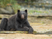 Bears around Vancouver Island 