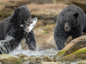 Bears around Vancouver Island 