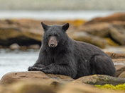 Bears around Vancouver Island 