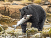 Bears around Vancouver Island 