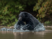 Bears around Vancouver Island 