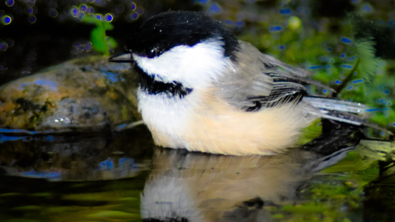 Black-capped Chickadee