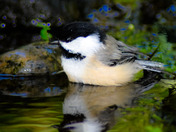 Black-capped Chickadee