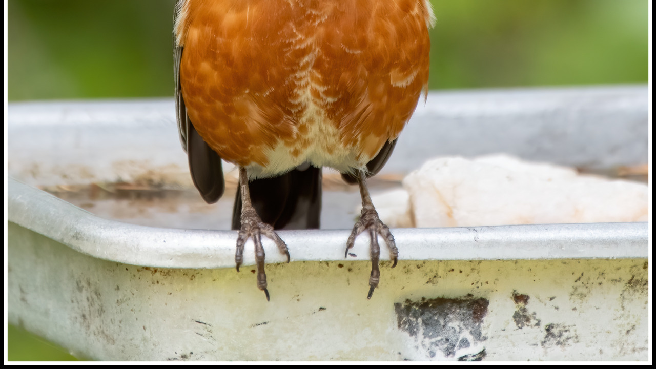 American Robin Gathering
