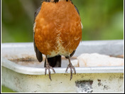 American Robin Gathering