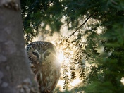 Saw-whet owl at sunset