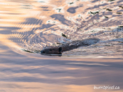 Beaver Sunset