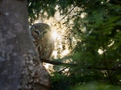 Saw-whet owl at sunset
