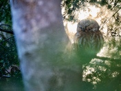 Saw-whet owl at sunset