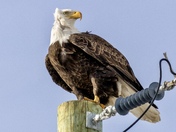 Bald Eagle