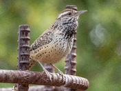 Cactus Wren
