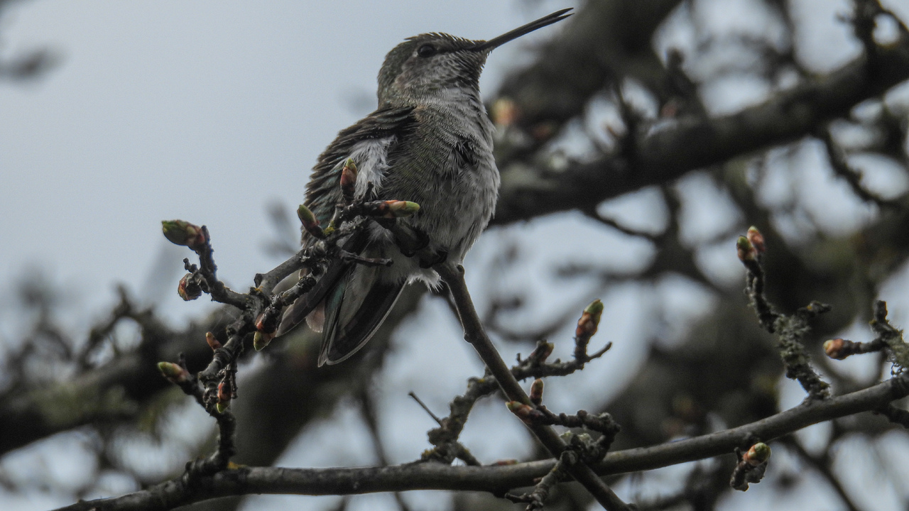 It’s nesting season for the hummingbirds 