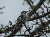It’s nesting season for the hummingbirds 