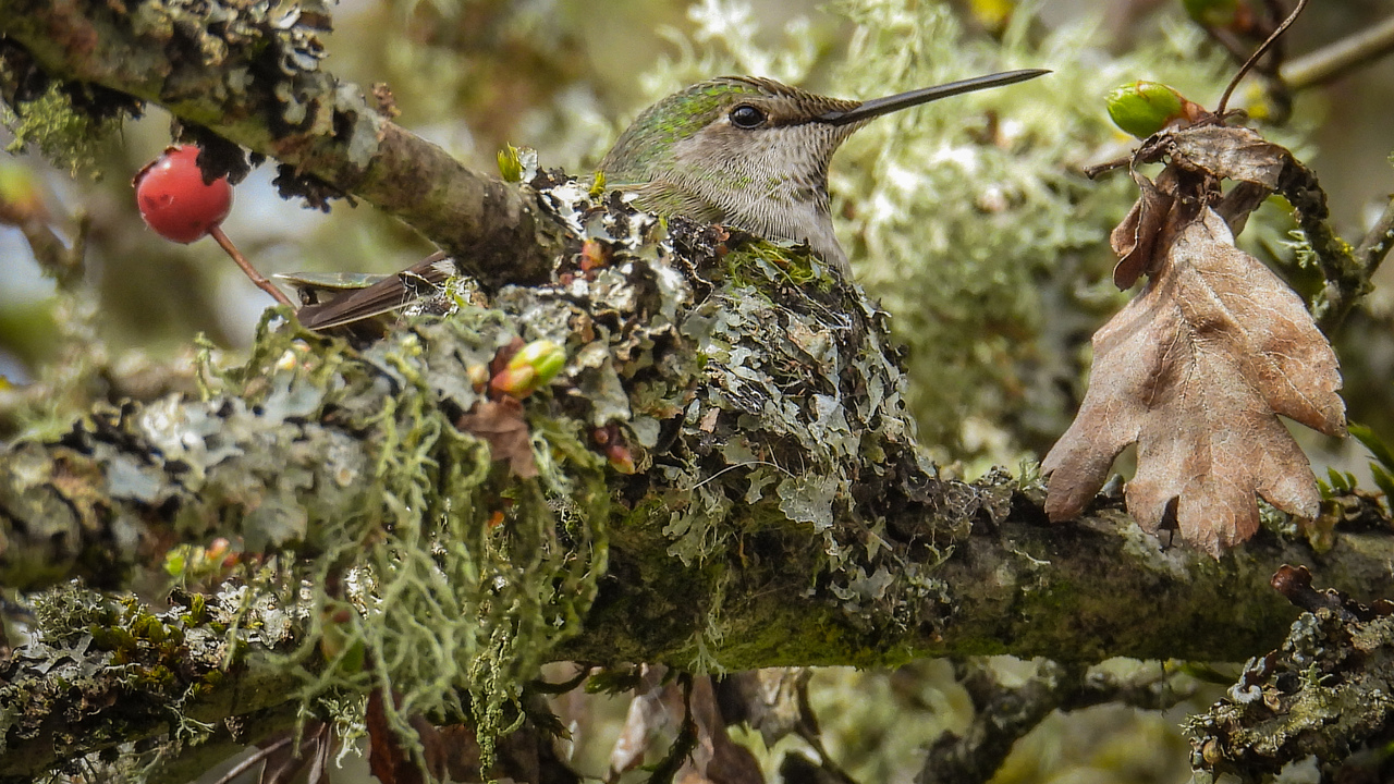 It’s nesting season for the hummingbirds 