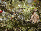 It’s nesting season for the hummingbirds 