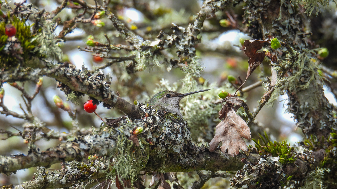 It’s nesting season for the hummingbirds 