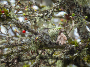 It’s nesting season for the hummingbirds 