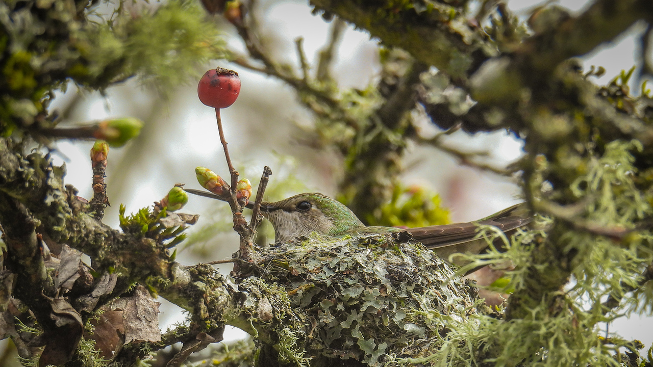 It’s nesting season for the hummingbirds 