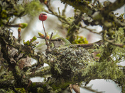 It’s nesting season for the hummingbirds 