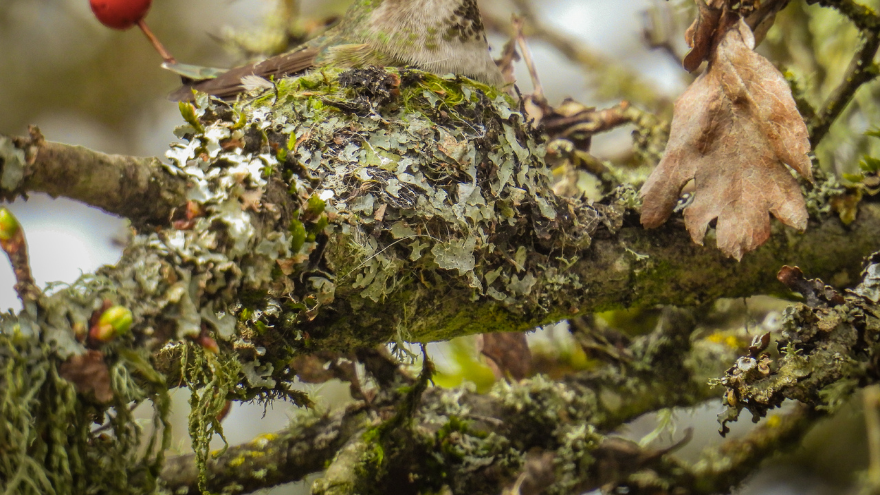 It’s nesting season for the hummingbirds 